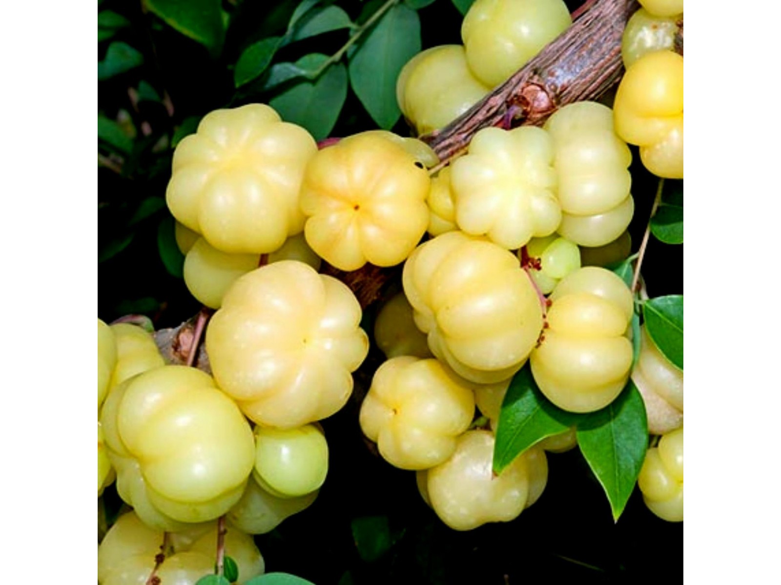 Gooseberry Wine - Sugar Town Organics