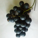 Load image into Gallery viewer, Grape Jam - Sugar Town Organics